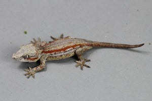 GECKO GARGOLA HEMBRA ID : 1-13