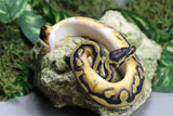 PIED HEMBRA ID : 1-5