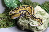 PIED HEMBRA ID : 1-5