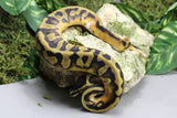 PIED HEMBRA ID : 1-9