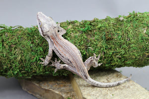 GECKO GARGOLA HEMBRA ID : 10-8