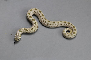 HOGGNOSE ARCTIC CONDA PASTEL HEMBRA ID :100