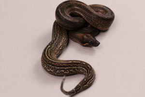 BOA MYSTIQUE ( LEOPARD X ONYX) 66% HET T+ HEMBRA ID : 11-10