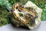 PIED HEMBRA ID : 11-10