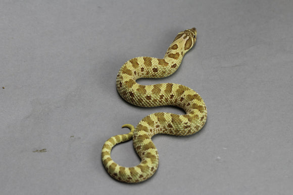 HOGGNOSE LEMON GHOST CONDA  MACHO  ID :113