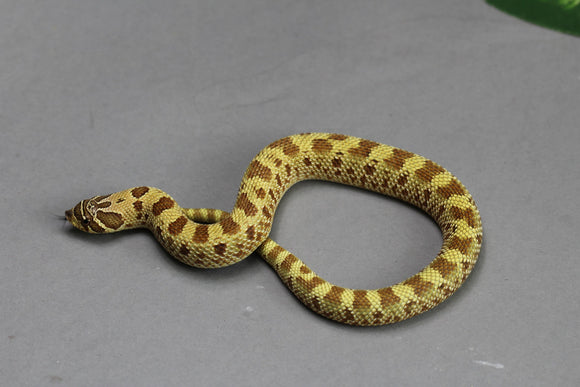 HOGGNOSE LEMON GHOST CONDA  MACHO  ID :114