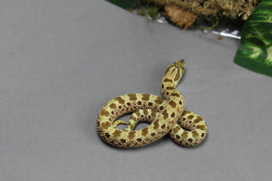 HOGGNOSE LEMON GHOST CONDA  HEMBRA  ID :116