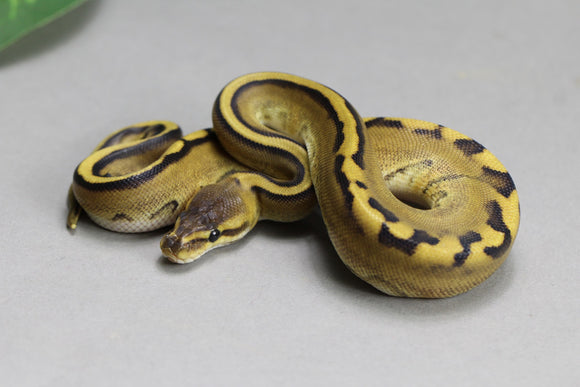 GENETIC STRIPE HEMBRA ID : 12-2