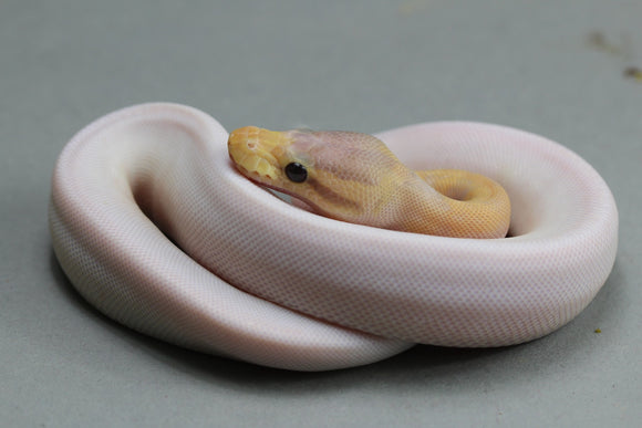 BANANA PIED HEMBRA ID : 12-5