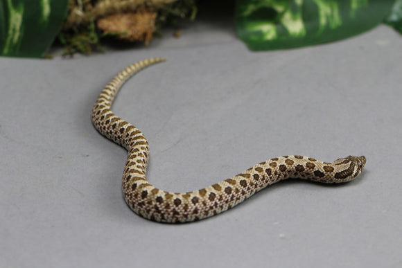 HOGGNOSE HET SABLE POS HET SUNBURST MACHO ID :129