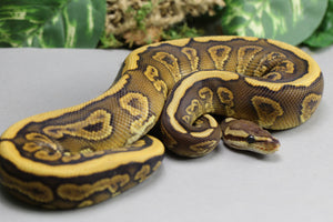 REDSTRIPE BLACK PASTEL YELLOW BELLY MACHO  ID : 132