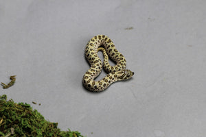 HOGGNOSE ARCTIC HET TOFFEE MACHO  ID :143