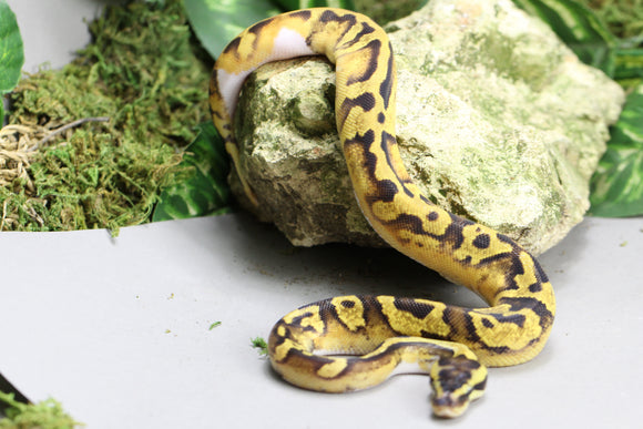 ENCHI PIED HEMBRA ID : 150