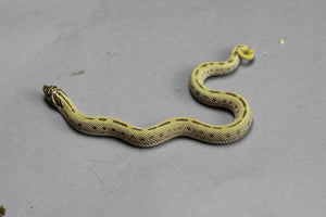 HOGGNOSE CONDA STRIPE  HET TOFFEE HEMBRA  ID :150