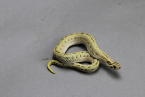 HOGGNOSE CONDA STRIPE  HET TOFFEE HEMBRA  ID :151