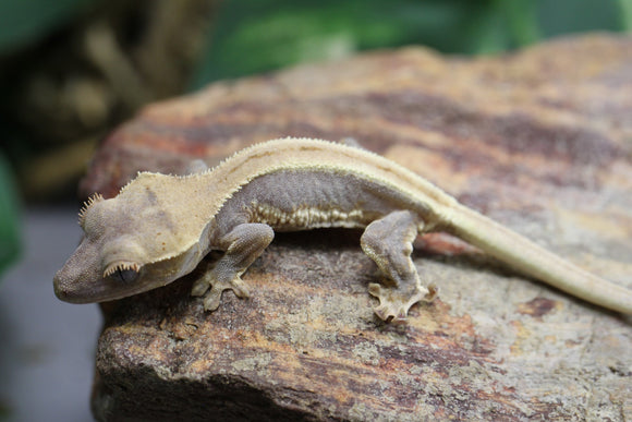 GECKO LILLY WHITE  CRIA SIN SEXAR ID : 154B