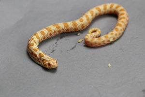 HOGGNOSE EXTREME RED PURPLE LINE ARCTIC ALBINO CONDA HEMBRA ID :158