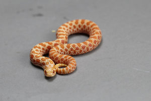 HOGGNOSE EXTREME RED PURPLE LINE ARCTIC ALBINO HEMBRA ID :159