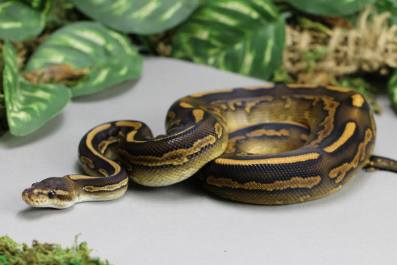 BLACK PASTEL YELLOW BELLY MACHO  ID : 16-10