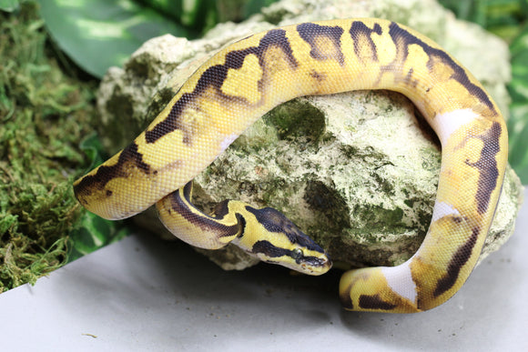 ENCHI PIED HEMBRA ID : 17-11