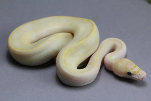 IVORY HEMBRA  ID  : 2-9