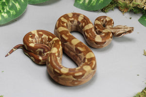 HYPO AZTEC 100 % HET VPI HEMBRA   ID : 202