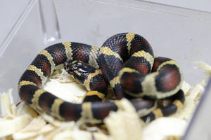 PUEBLA APRICOT X MAIZERA, POSIBLE HET SCALELESS Y CARAMEL MACHO ID : 204