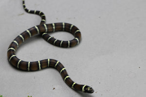 PUEBLA APRICOT X MAIZERA, POSIBLE HET SCALELESS Y CARAMEL MACHO ID : 205