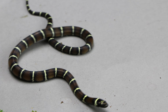 PUEBLA APRICOT X MAIZERA, POSIBLE HET SCALELESS Y CARAMEL MACHO ID : 205