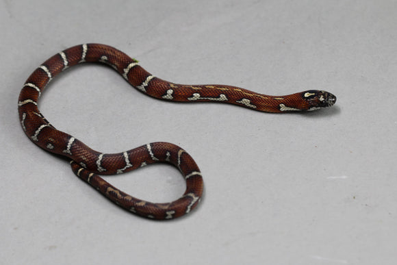 PUEBLA APRICOT X MAIZERA, POSIBLE HET SCALELESS Y CARAMEL HEMBRA ID : 206