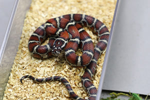 PUEBLA APRICOT X MAIZERA, POSIBLE HET SCALELESS Y CARAMEL HEMBRA ID : 207