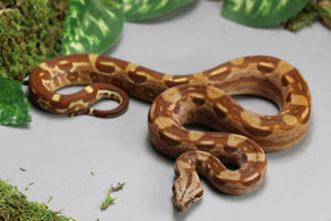 HYPO AZTEC 100 % HET VPI HEMBRA   ID : 208