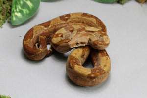 NICARAGUA T+ ALBINO  100 % HET BERRY BLOOD MACHO   ID : 212