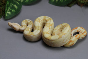 KHAL ALBINO HEMBRA   ID : 223