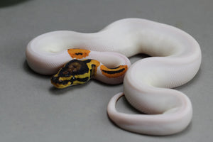 ORANGE DREAM PIED HEMBRA HIGH WHITE ID  : 3-13