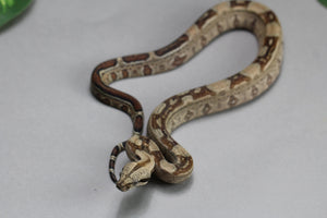 HYPO HEMBRA ID : 3-9