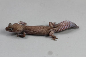 GECKO COLA GORDA PATTERNLESS HEMBRA ADULTA  ID : 5-5