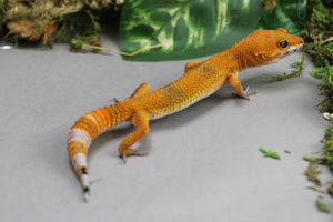 BLOOD EMERINE HET TREMPER HEMBRA ID : 6-14