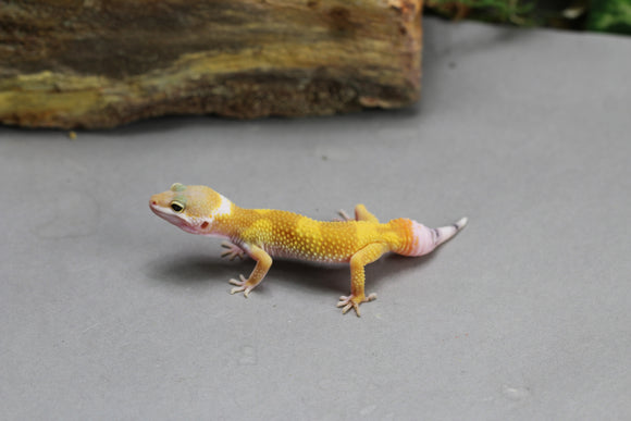 GECKO LEOPARDO SUPER HYPO COLA REGENERADA ID : 62