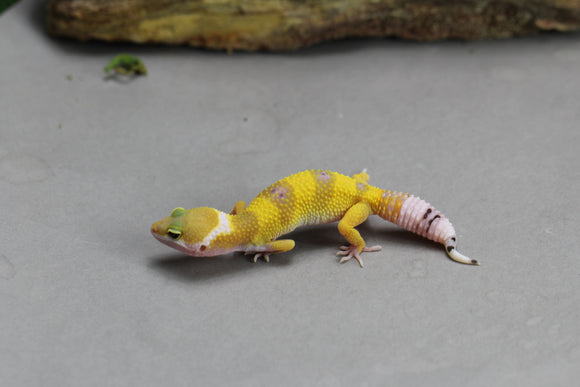 GECKO LEOPARDO SUPER HYPO COLA REGENERADA ID : 68