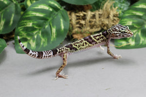 GECKO GIGANTE ANGRAMANYU , CRIA SIN SEXAR ID : 7-11