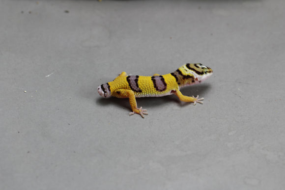 GECKO LEOPARDO HIGH YELLOW COLA REGENERADA ID : 78