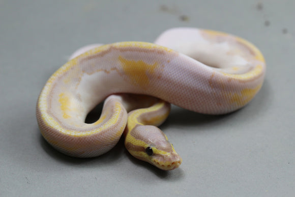 BANANA PIED HEMBRA ID : 8-11