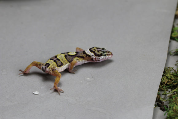 GECKO LEOPARDO HIGH YELLOW COLA REGENERADA ID : 84