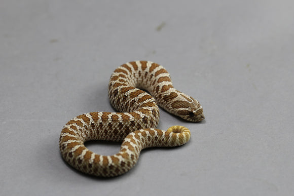 HOGGNOSE HET PISTACHIO HEMBRA ID : 88