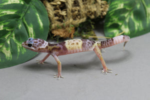 GECKO LEOPARDO DEL OESTE DE INDIA ( FUSCUS ) ID : 9-11