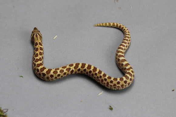 HOGGNOSE HET ALBINO MACHO  ID : 92