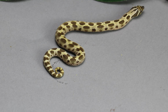 HOGGNOSE CONDA HET ALBINO MACHO  ID :96