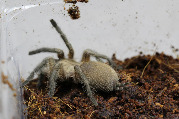 TARANTULA AZUL DE SOCOTRA ( M. BALFOURI ) 4 CM