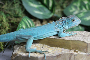 IGUANA AZUL JUVENIL